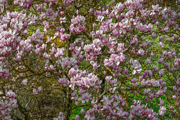 Magnolia in bloom