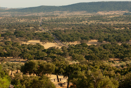 Alcornocales en las inmediaciones de la localidad extreme&ntilde;a de San Vicente de Alc&aacute;ntara.