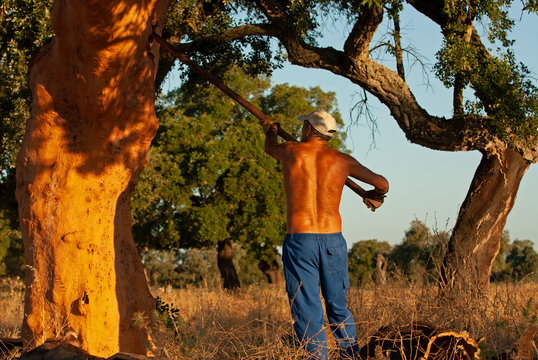 Jornalero pelando un alcornoque (Quercus suber) en una dehesa de Extremadura.