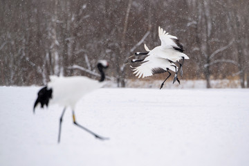 The Red-crowned crane, Grus japonensis The bird is flying in beautiful artick winter environment Japan Hokkaido Wildlife scene from Asia nature.