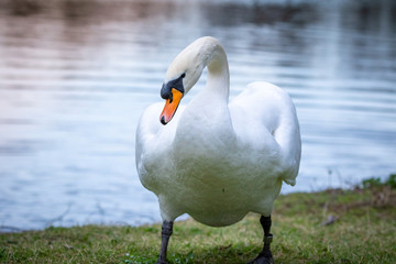 portrait of a beautiful white swan cygnus bird in a water pond