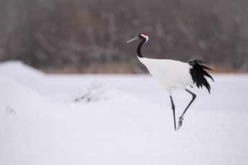 The Red-crowned crane, Grus japonensis The bird is standing in beautiful artick winter environment Japan Hokkaido Wildlife scene from Asia nature.