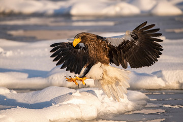 The Steller's sea eagle, Haliaeetus pelagicus  The bird is flying in beautiful artick winter environment Japan Hokkaido Wildlife scene from Asia nature. came from Kamtchatka..