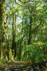 Fototapeta premium parque nacional Alerce costero, ubicado en Chaiguin, región de los lagos, Chile.
