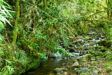 parque nacional Alerce costero, ubicado en Chaiguin, región de los lagos, Chile.