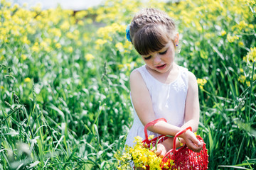 Little girl in the field collects flowers in the basket.Portrait cute girl with flowers on the meadow