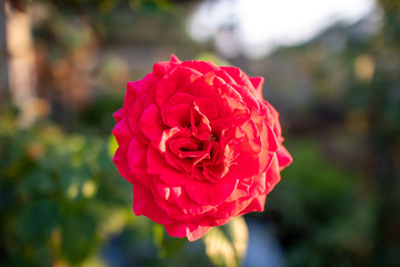 Close up of bloomed red rose in the garden with low sunrise.