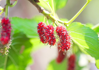 Mulberry fresh red fruit hanging on branch of tree green leaf sunshine closeup background
