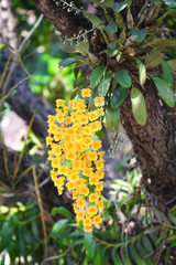Yellow orchid flowers or  dendrobium lindleyi steud hanging on tree