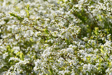 ユキヤナギの花