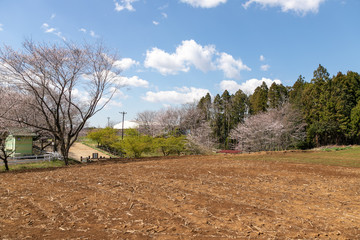 Fototapeta na wymiar 菜の花と桜の風景　千葉県成田市　日本