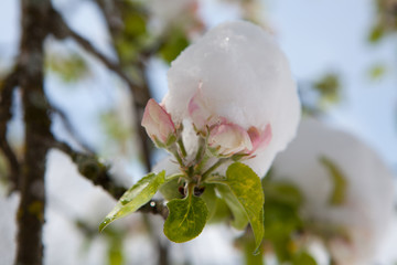 Winter trifft Frühling