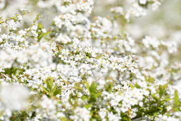 ユキヤナギの花