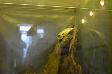 frog in water