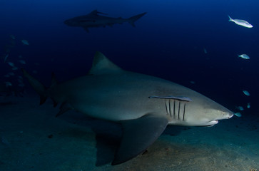 Fototapeta premium Squalo 