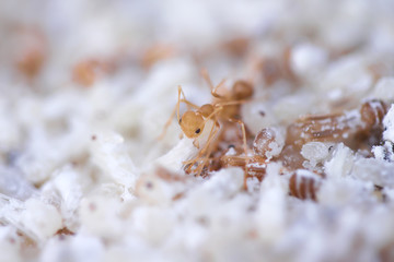 Red ant or oecophylla smaragdina fabricius in nest
