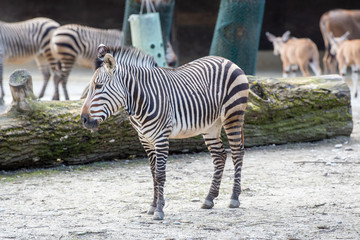 Fototapeta na wymiar Zebra von der Seite 