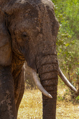 Elephant Serengeti Tanzania Africa closeup 