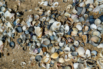 Sea shells on sand as background