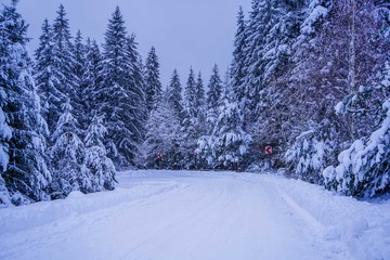 snowy road in winter forest