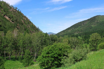 blue sky with light white. Green hills on which green trees grow converge. Landscape.