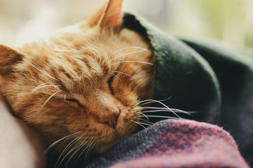Beautiful red cat lies on the window. Cute ginger cat and blanket