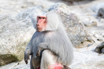 Obraz premium Pavian sizend 