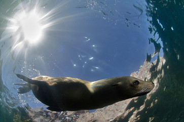 Obraz premium Foca sealion California