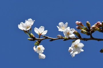 桜の花と青空