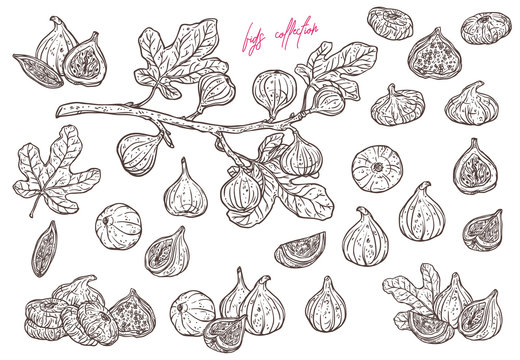 Set of sketch fig slices, fig tree and branch. Hand drawn vector dried exotic fruits. Bundle of doodle super food