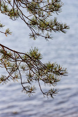 Pine branches over a lake