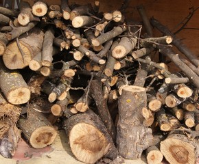 The sawn branches of an old tree are piled up