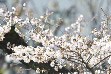 桜の花