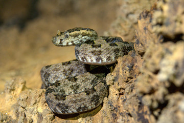 Horn Viper
