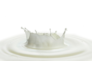 pouring of milk splash isolated white background