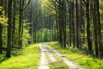 Wald - Gegen Stress hilft Waldbaden! - obrazy, fototapety, plakaty