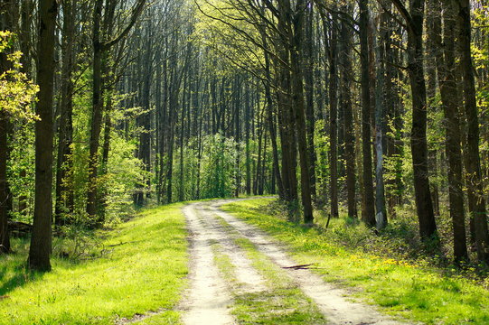 Wald - Gegen Stress hilft Waldbaden!
