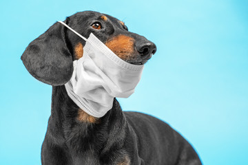 Portrait of smart dachshund dog in protective mask for not to spread dangerous virus, not infect others, isolated on blue background. Awareness of self isolation, quarantine and epidemic prevention.