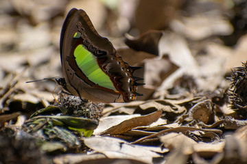 Green and brown butterfly