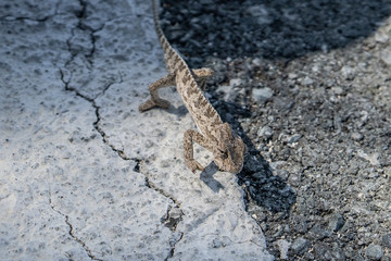  chameleon