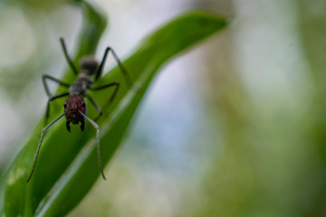 ant on leaf