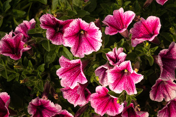 Petunia flower beautifully bloomed in spring