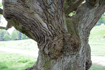 Old oak trunk 