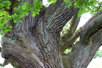 Old oak bark 1