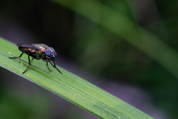 fly on a leaf