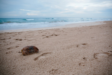 Indian Ocean coast, sunrise in Sri Lanka