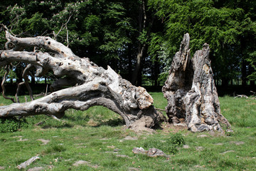 Dead oak trunk 3