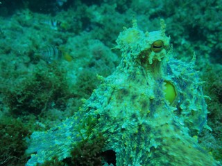 pulpo en cala d'or, mallorca