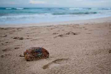 Indian Ocean coast, sunrise in Sri Lanka