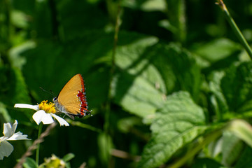 butterfly on a flower